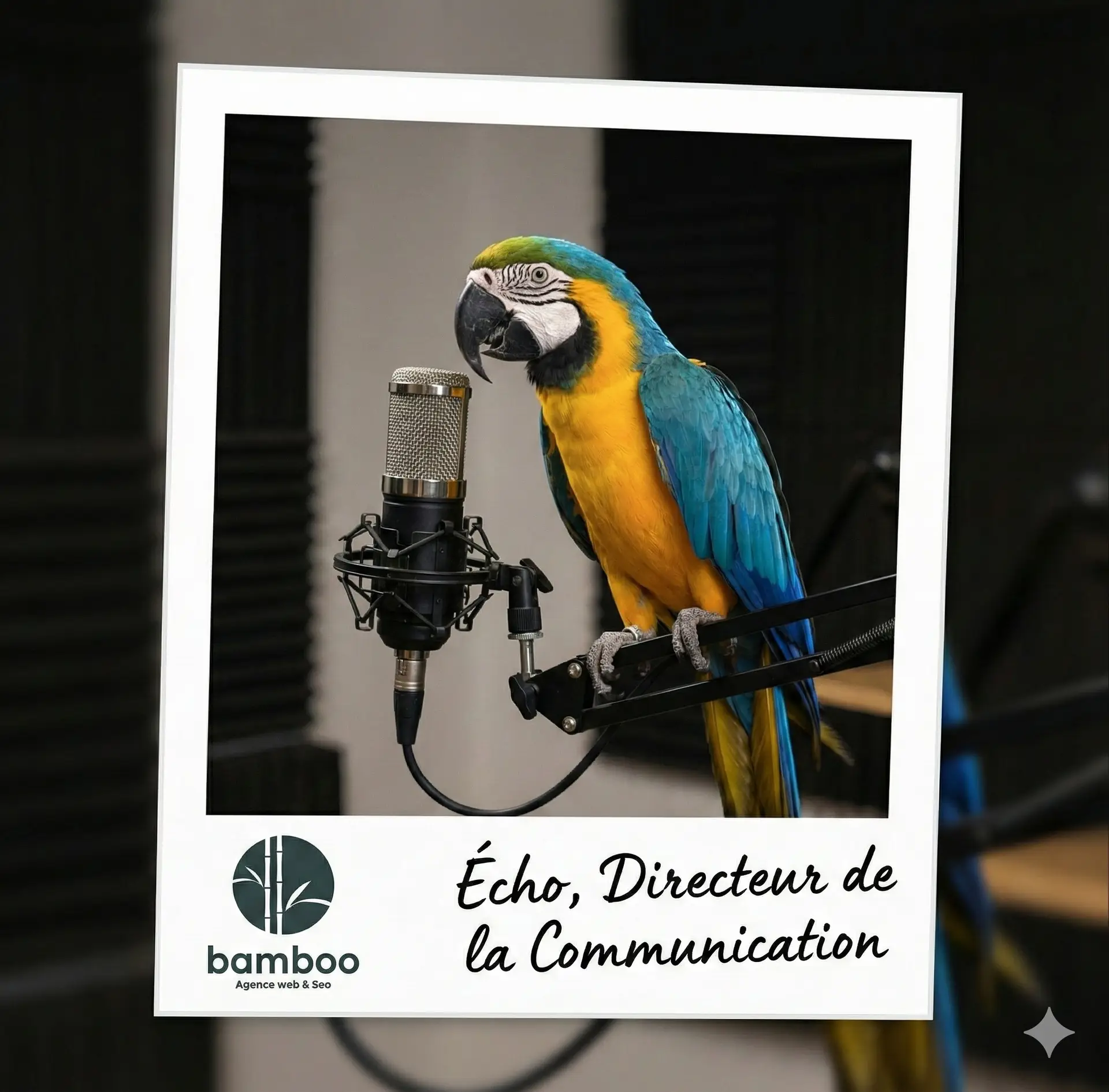 Echo Perroquet Communication